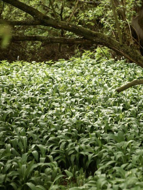Wild Garlic Heckfield Home Farm