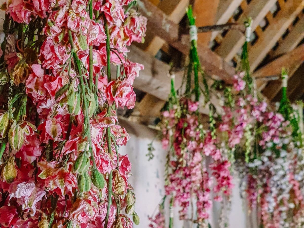 2022 08 11 Dried Flowers 2