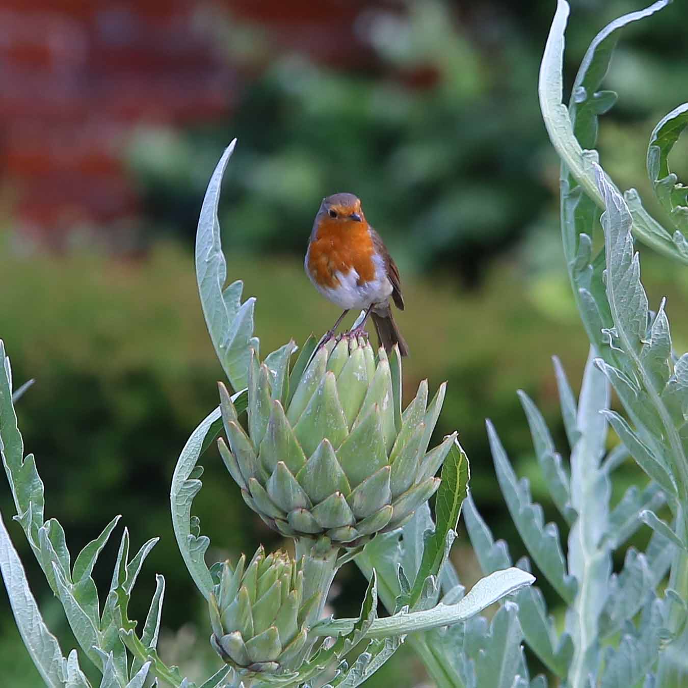 Bird Watching 2