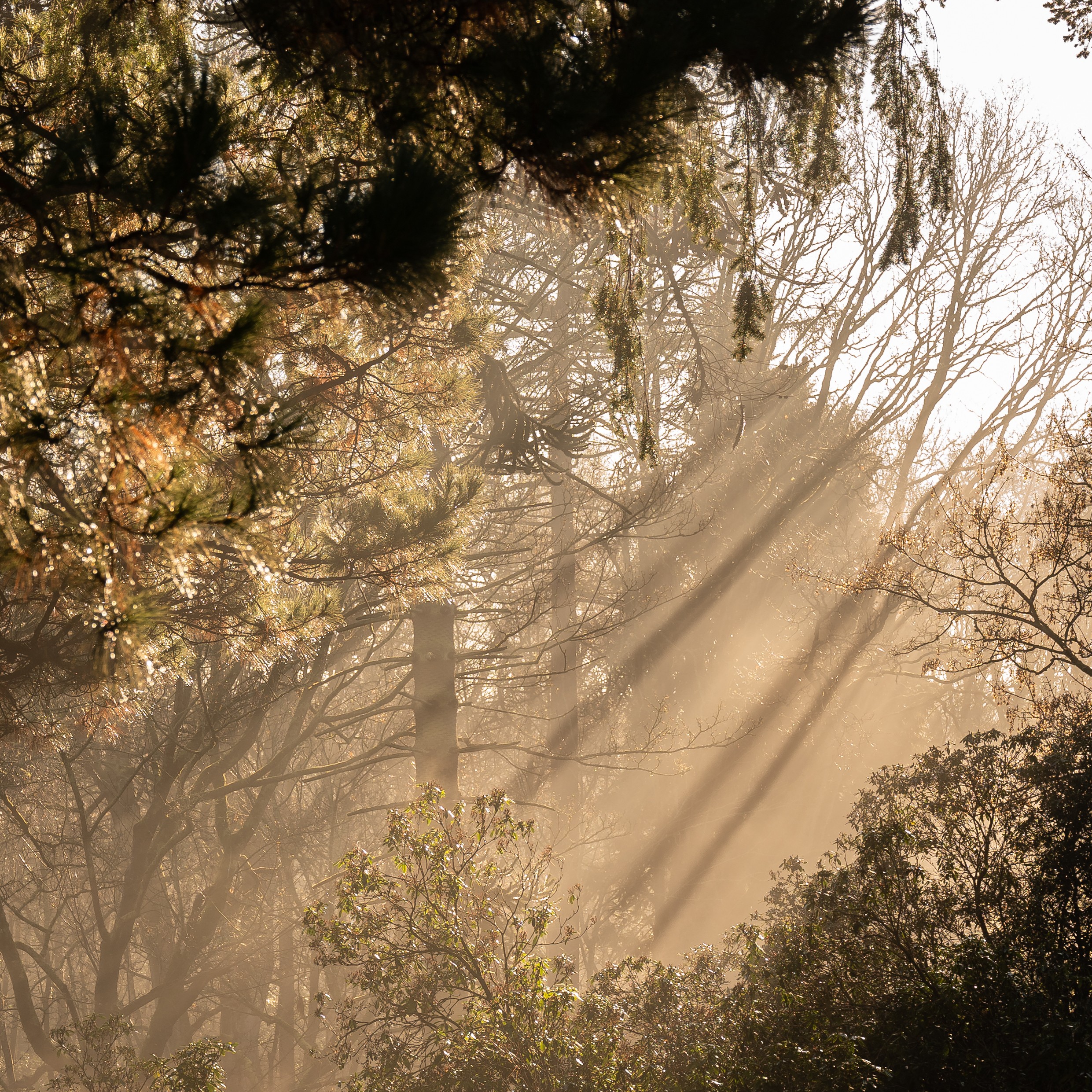 Woodlands Autumn