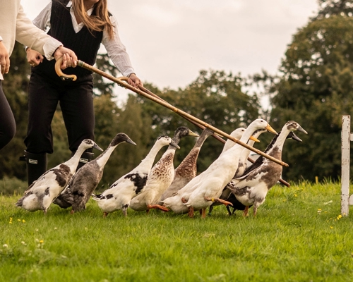 Ducks
