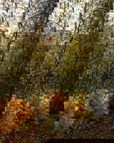 Autumn Colours Across the Estate