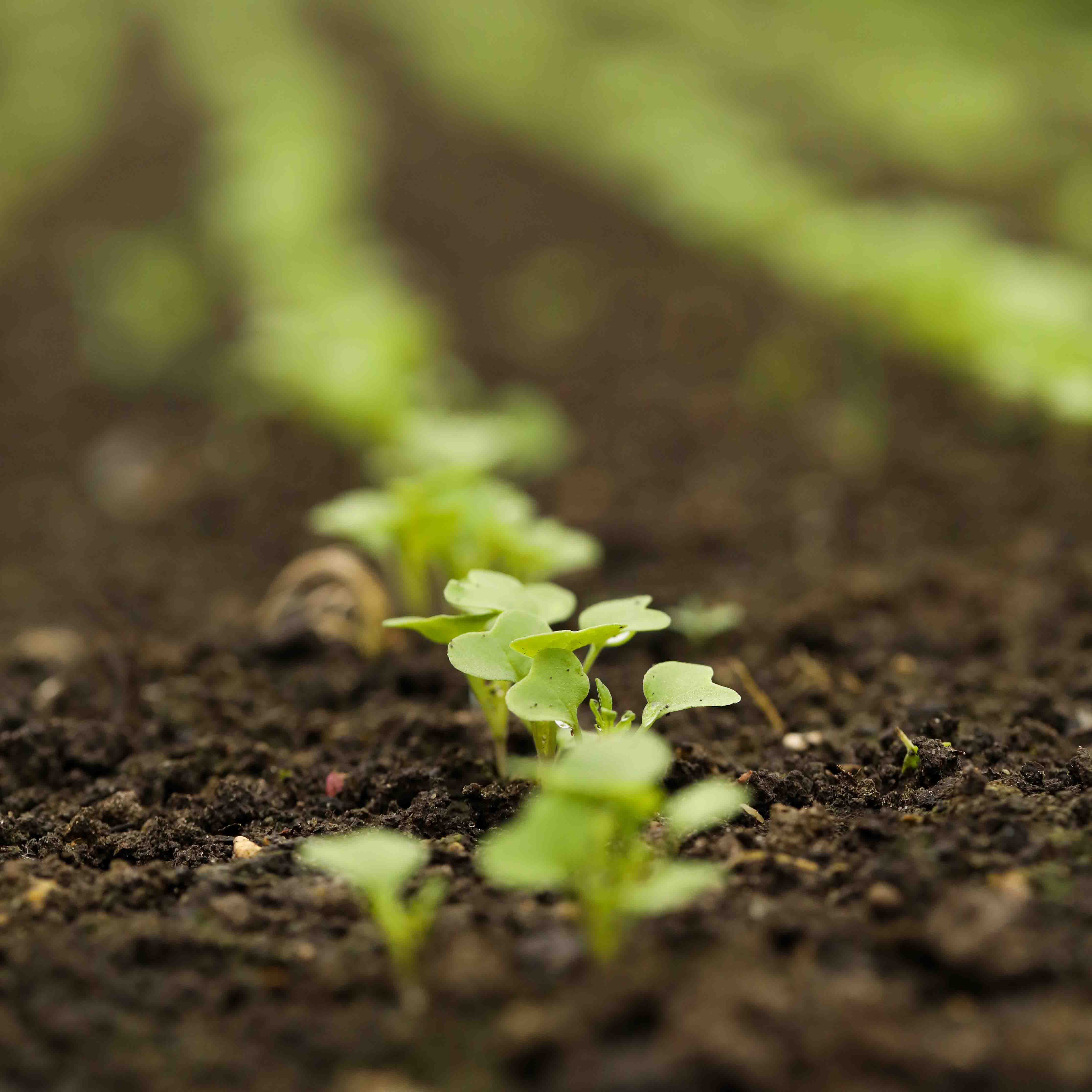 Journeyofaplant (1)