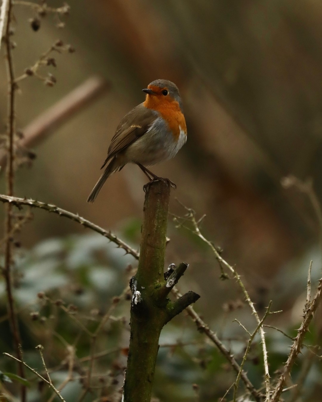 Bird Watching