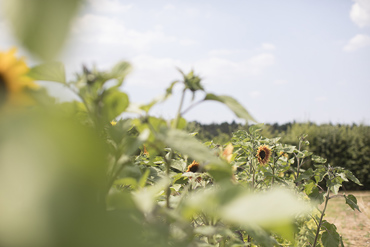 Sunflowers Growing in Summer