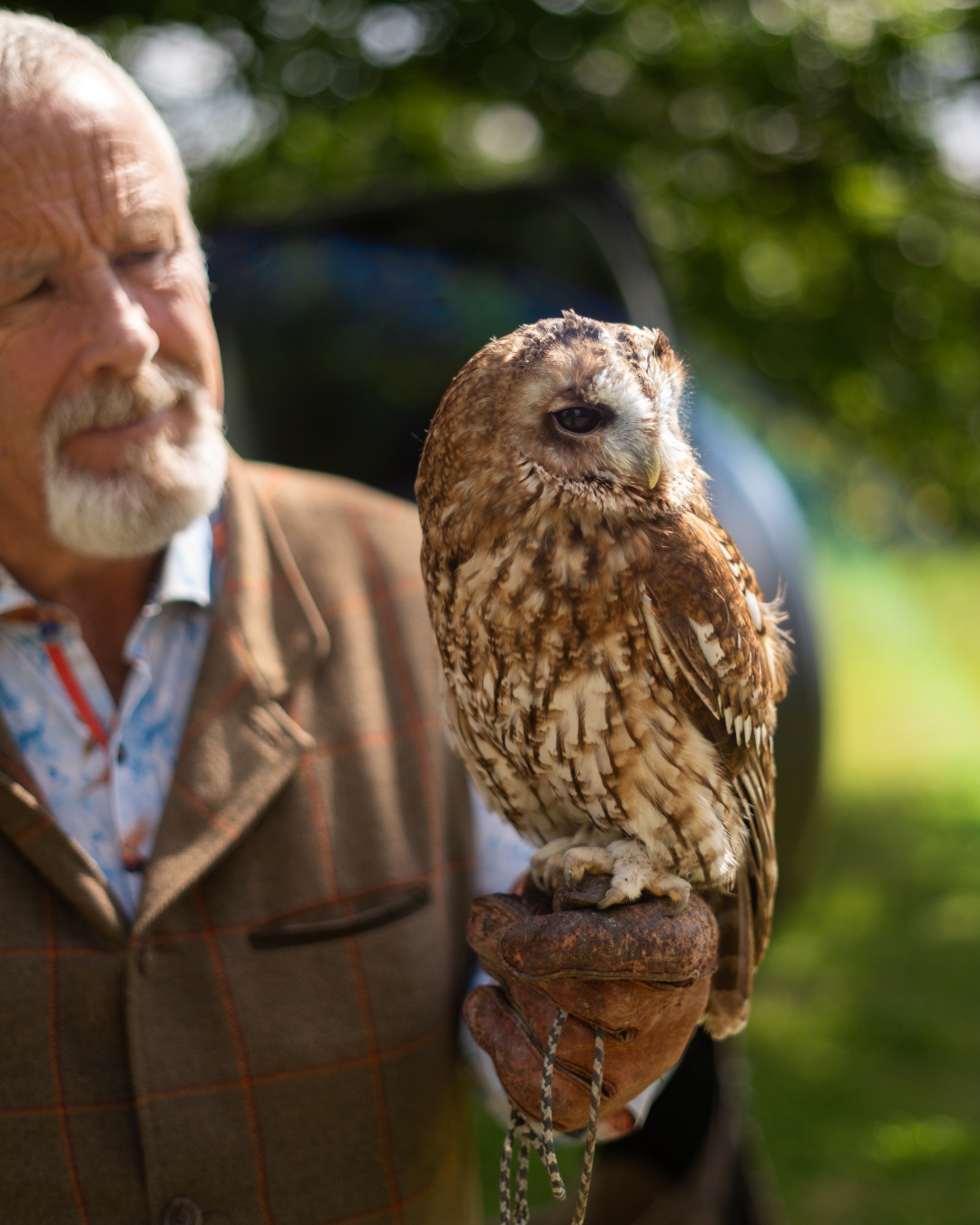Falconry 2