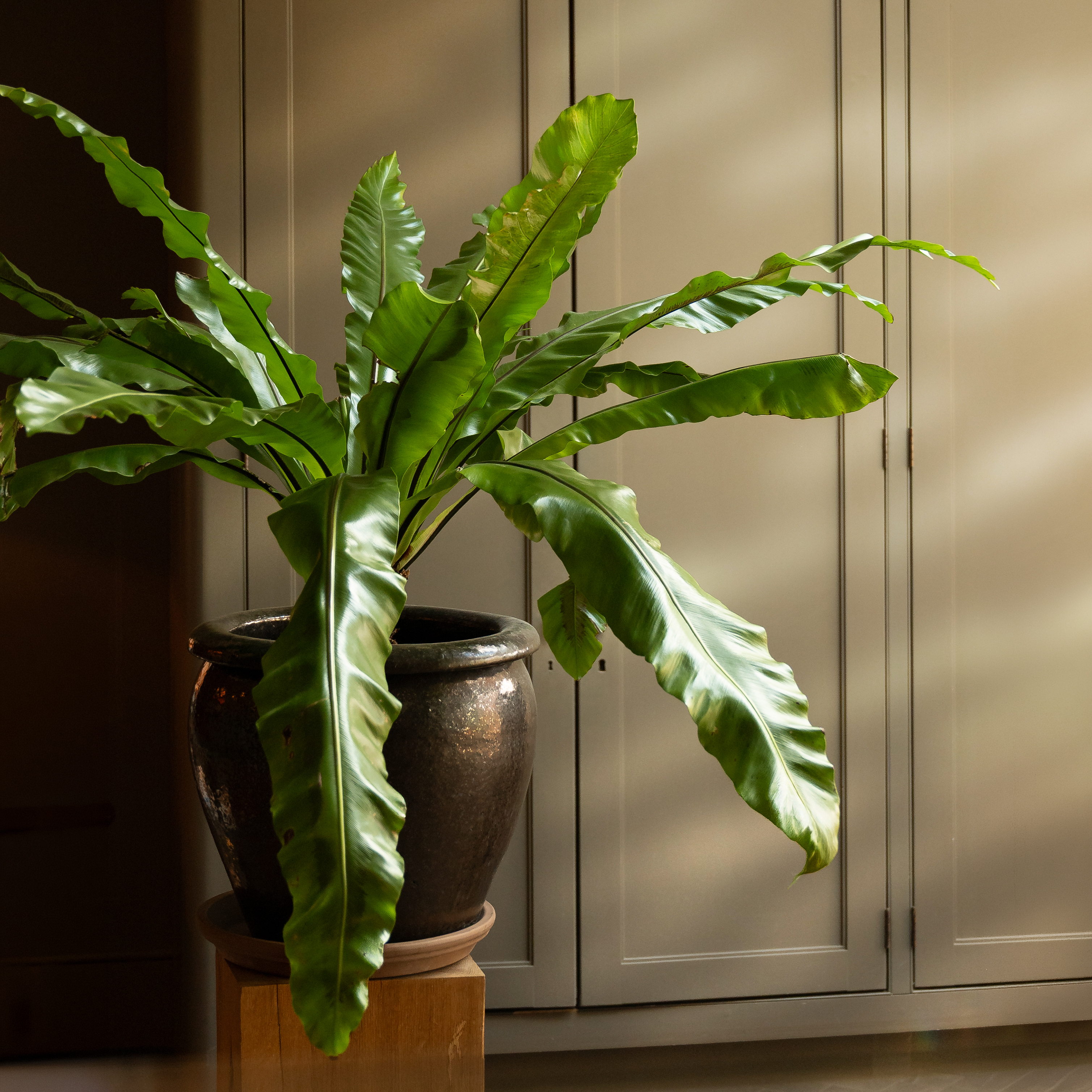 INDOOR PLANT WORKSHOP