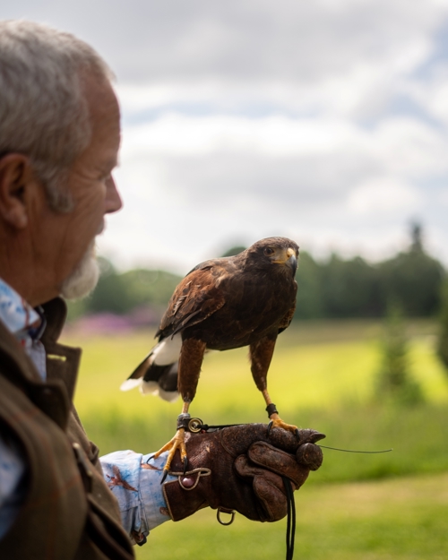 Falconry 1