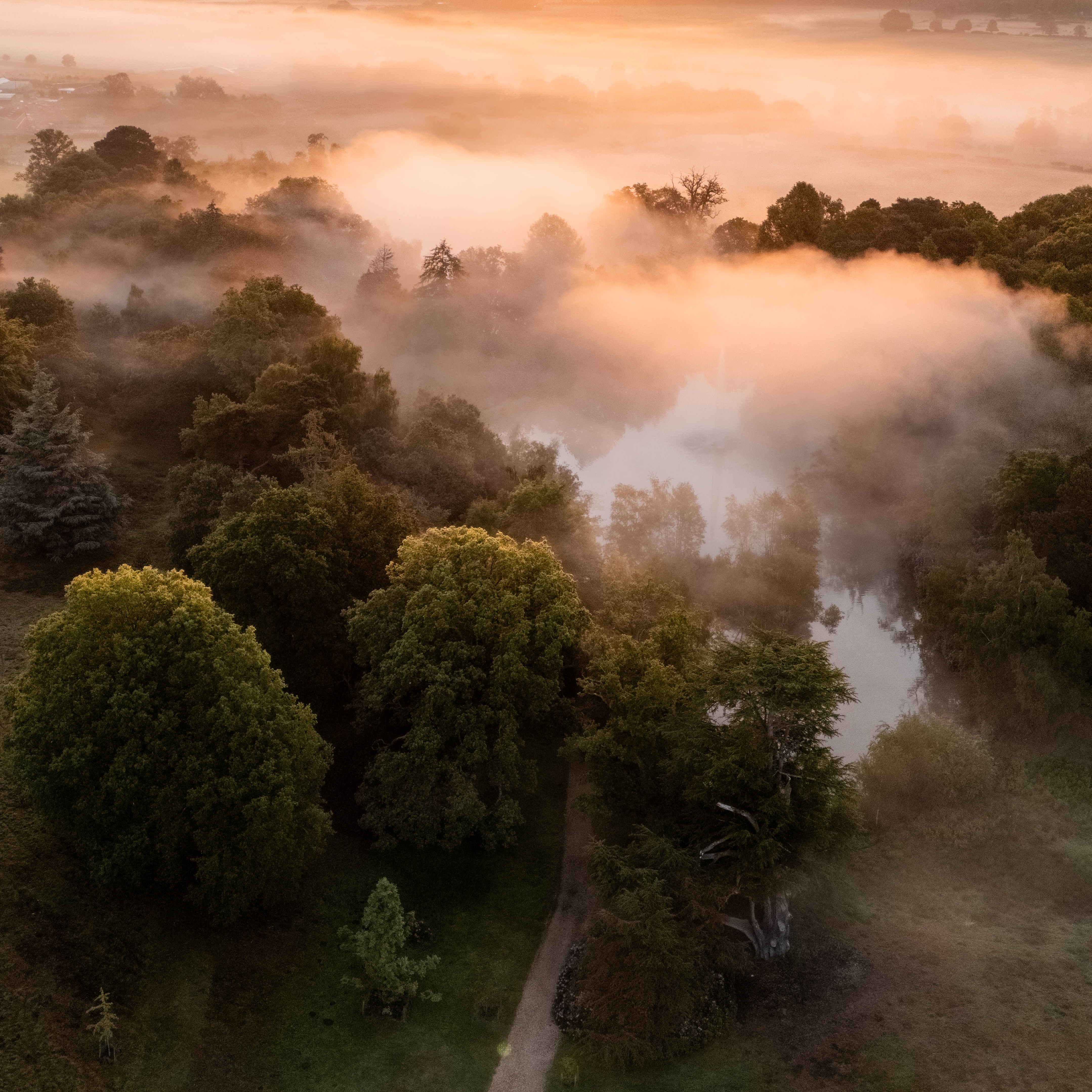 Woodland Drone Shot (1)